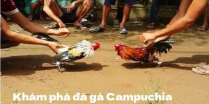 Đá Gà Campuchia Tại Kubet – Trận Đấu Gay Cấn, Hấp Dẫn