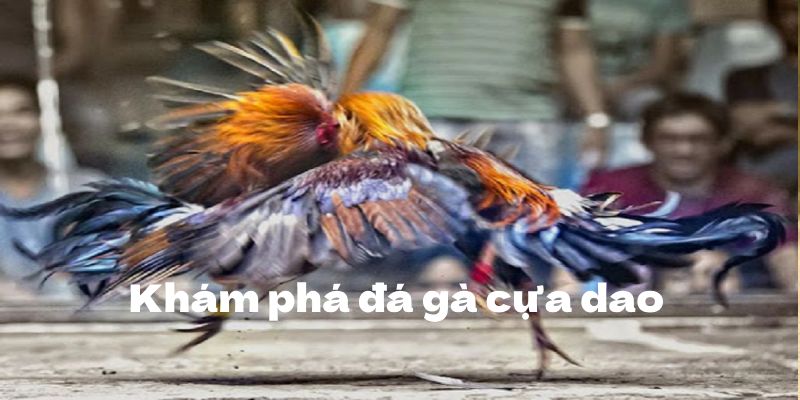 Đá Gà Cựa Dao - Cách Tăng Cơ Hội Thắng Lớn Trong Cá Cược