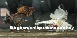 Đá Gà Trực Tiếp Thomo - Trải Nghiệm Thú Vị Từng Giây Phút