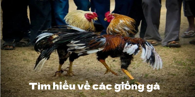 Tìm hiểu về giống gà nòi