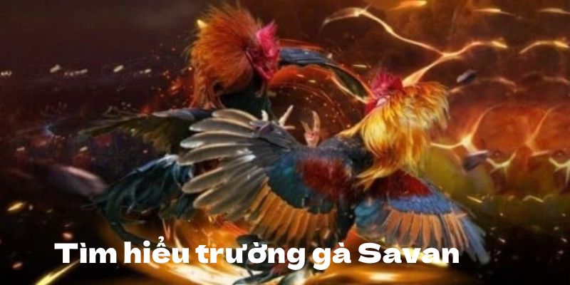 Trường Gà Savan - Địa Chỉ Thỏa Mãn Niềm Đam Mê